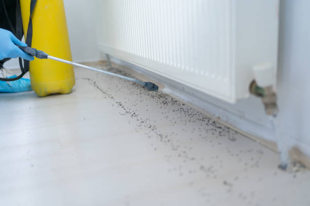 Best Insect Control  in Freemansburg, PA